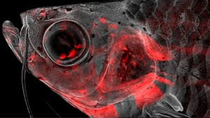 Confocal microscopy image of an adult zebrafish head with neural crest-derived cells in red. The Crump lab has used single-cell sequencing to understand how these cells build and repair the head skeleton, with implications for understanding human craniofacial birth defects and improving repair of skeletal tissues. (Image courtesy of Peter Fabian/Crump Lab)